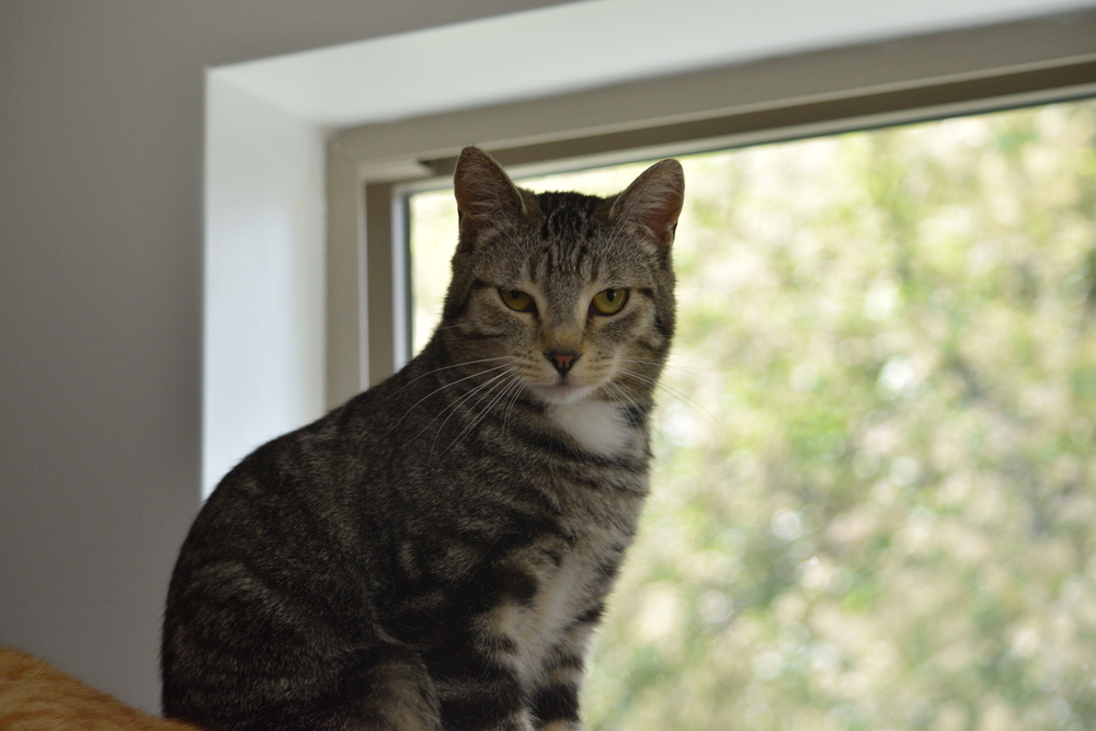 Buttercup, an adoptable Domestic Short Hair in Salmon, ID, 83467 | Photo Image 1