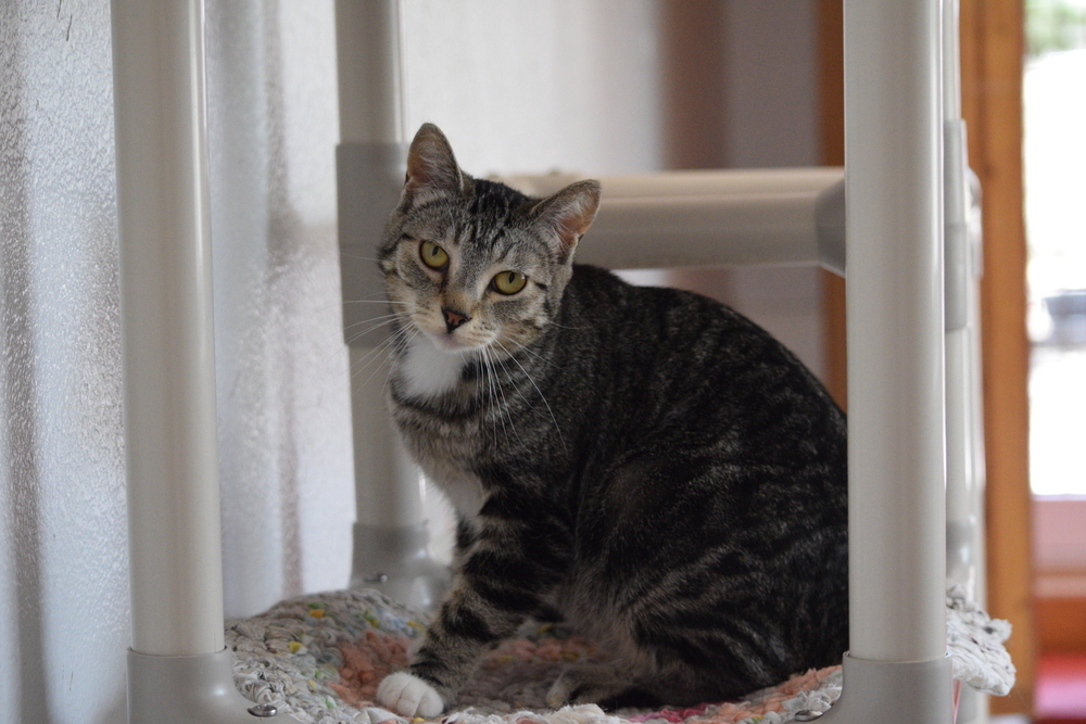 Buttercup, an adoptable Domestic Short Hair in Salmon, ID, 83467 | Photo Image 1
