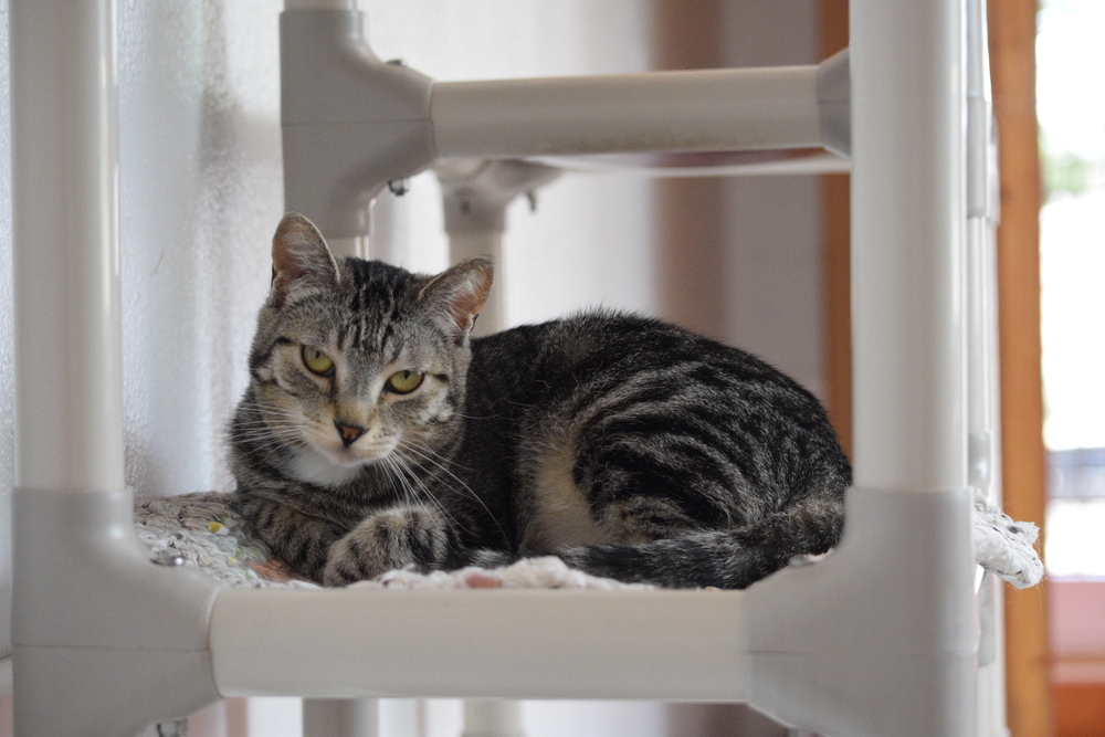 Buttercup, an adoptable Domestic Short Hair in Salmon, ID, 83467 | Photo Image 2