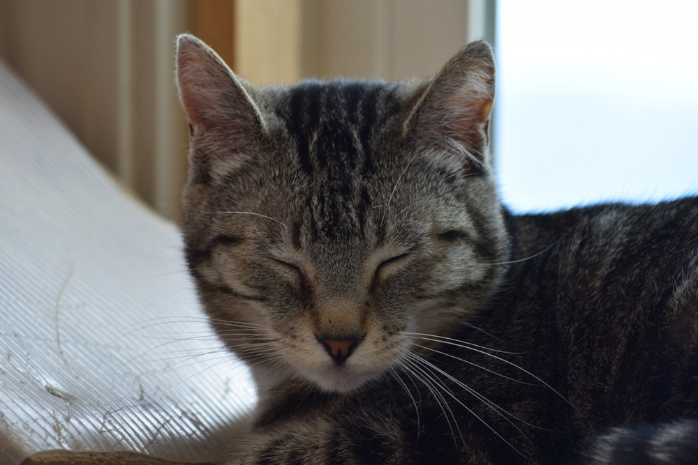Buttercup, an adoptable Domestic Short Hair in Salmon, ID, 83467 | Photo Image 3