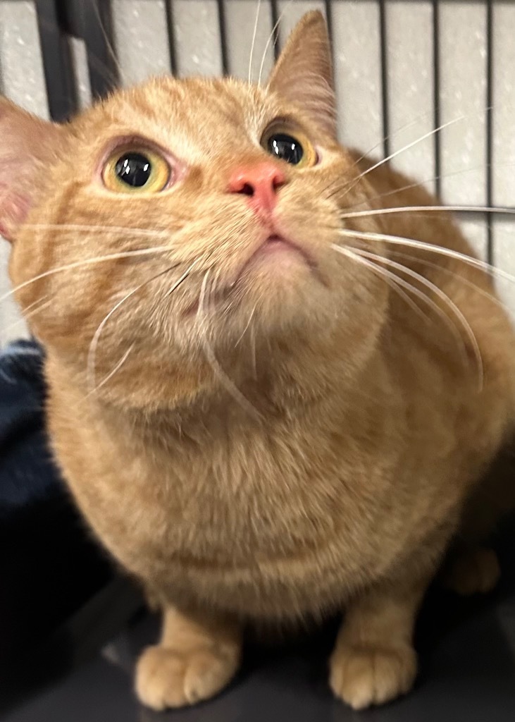 Toby, an adoptable Domestic Medium Hair in Rock Springs, WY, 82901 | Photo Image 1