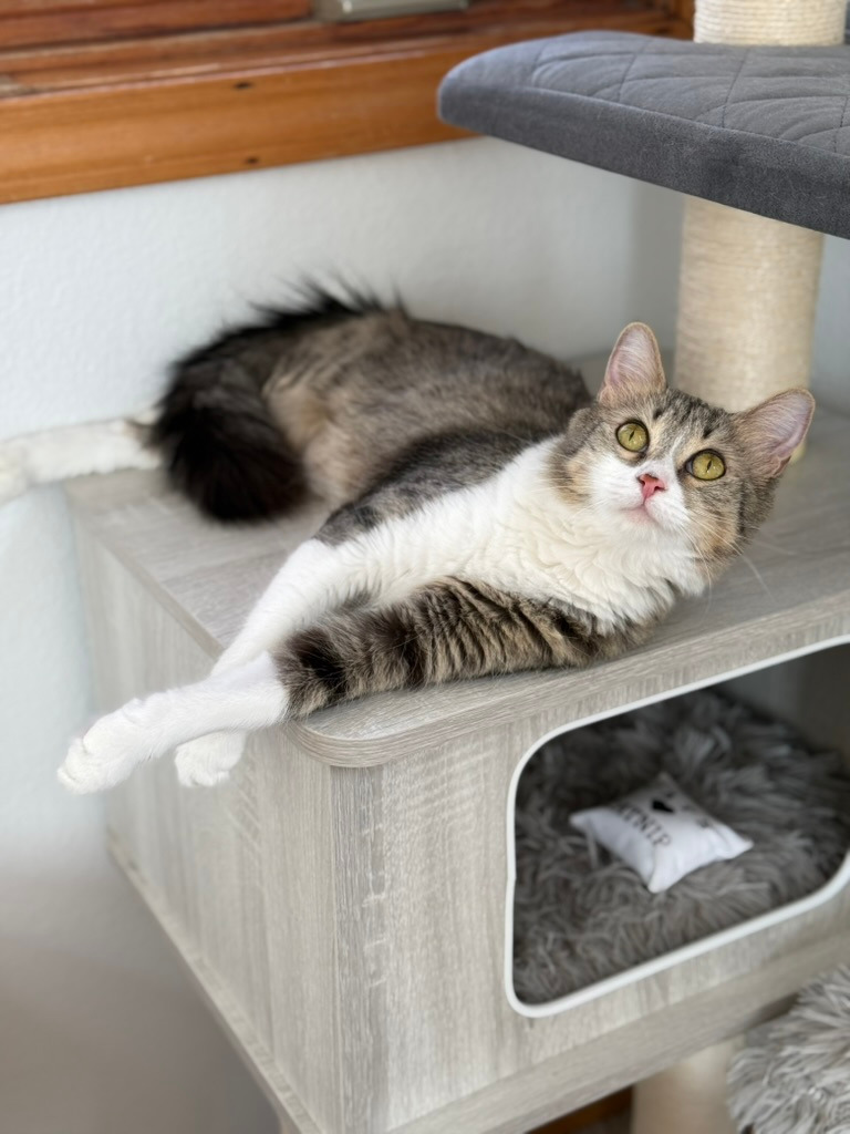 Maggie May, an adoptable Domestic Short Hair in Palmer, AK, 99645 | Photo Image 1