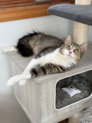 Maggie May, Young Female unknown