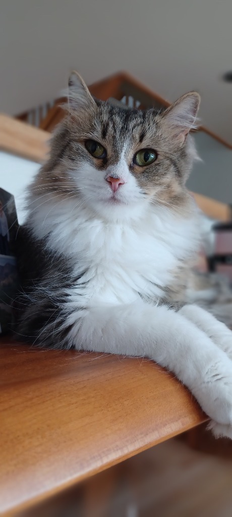 Maggie May, an adoptable Domestic Short Hair in Palmer, AK, 99645 | Photo Image 1