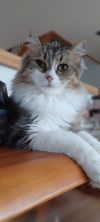 Maggie May photo 1