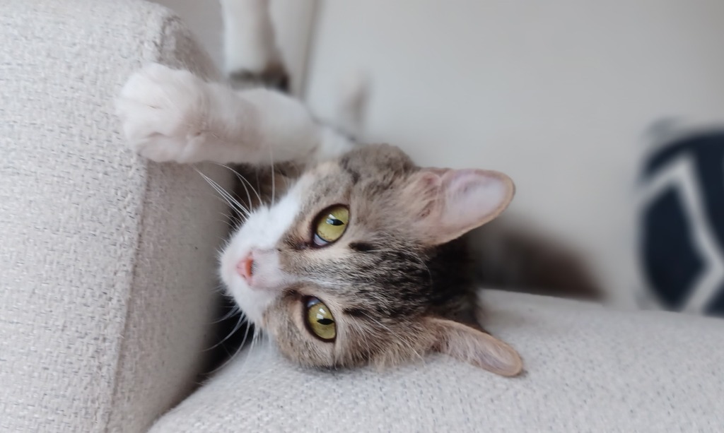 Maggie May, an adoptable Domestic Short Hair in Palmer, AK, 99645 | Photo Image 2