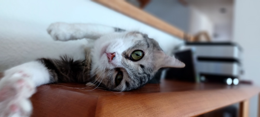 Maggie May, an adoptable Domestic Short Hair in Palmer, AK, 99645 | Photo Image 3