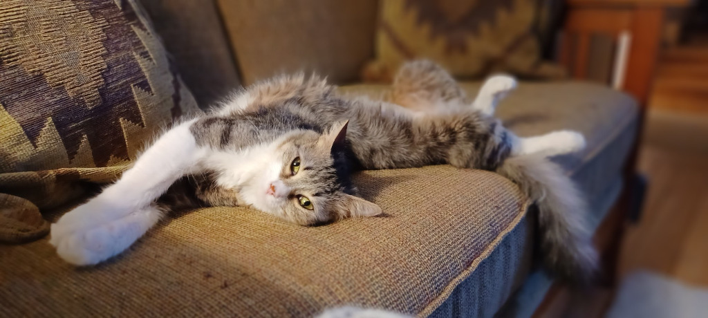 Maggie May, an adoptable Domestic Short Hair in Palmer, AK, 99645 | Photo Image 4
