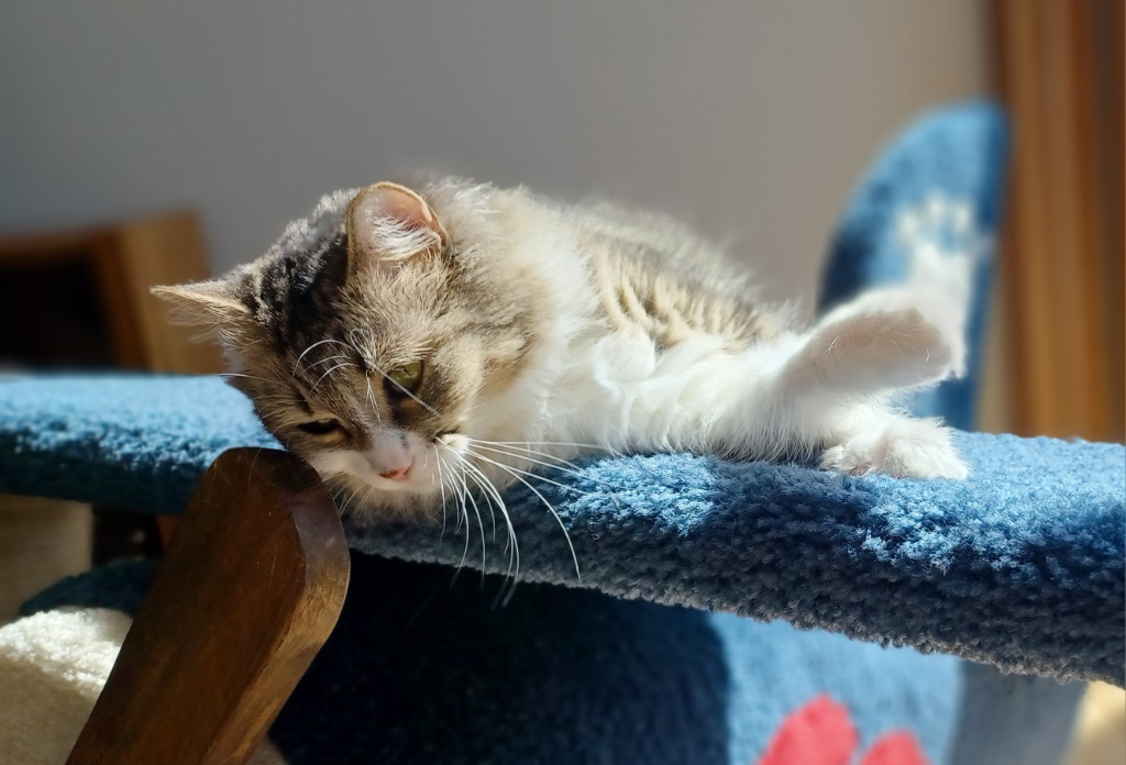 Maggie May, an adoptable Domestic Short Hair in Palmer, AK, 99645 | Photo Image 5