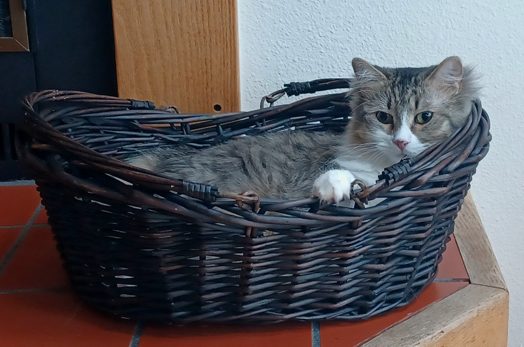 Maggie May, an adoptable Domestic Short Hair in Palmer, AK, 99645 | Photo Image 6
