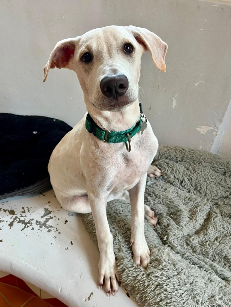 Orion, an adoptable Mixed Breed in San Juan de Abajo, NAY, 63732 | Photo Image 1