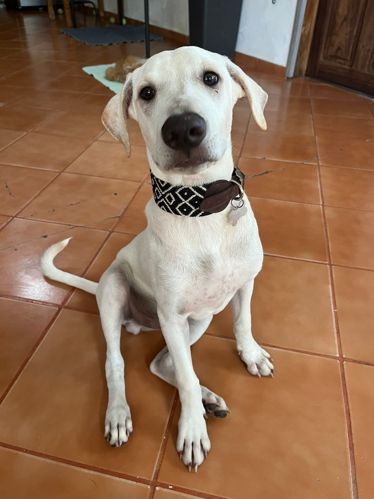 Orion, an adoptable Mixed Breed in San Juan de Abajo, NAY, 63732 | Photo Image 1