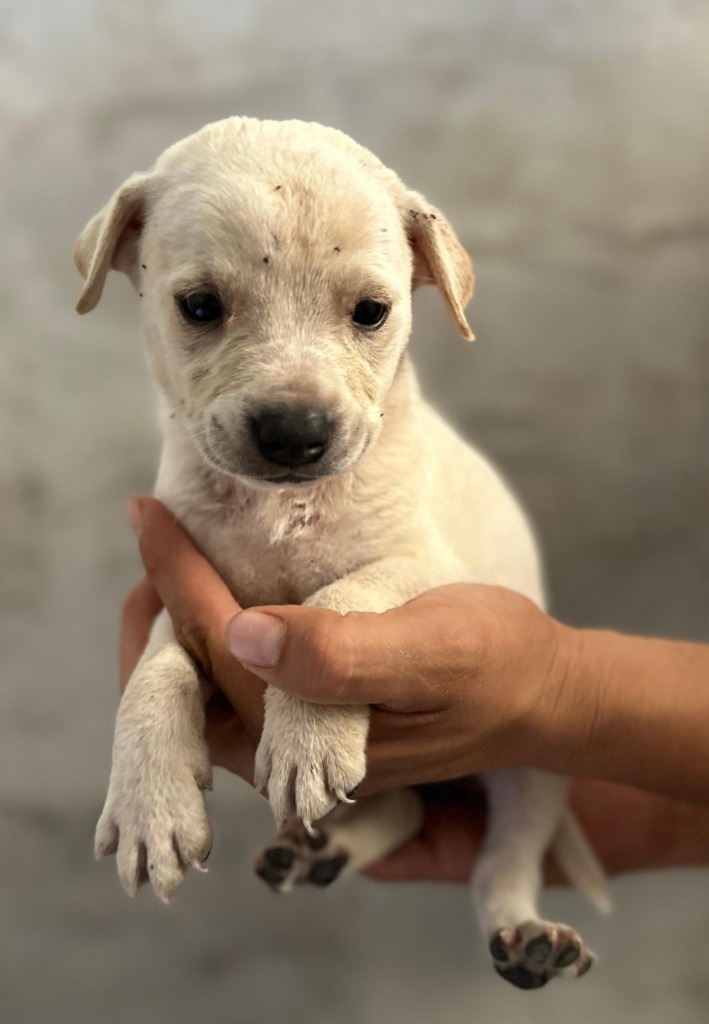 Orion, an adoptable Mixed Breed in San Juan de Abajo, NAY, 63732 | Photo Image 2