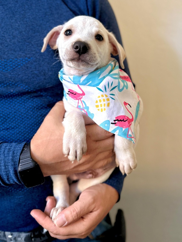 Orion, an adoptable Mixed Breed in San Juan de Abajo, NAY, 63732 | Photo Image 3