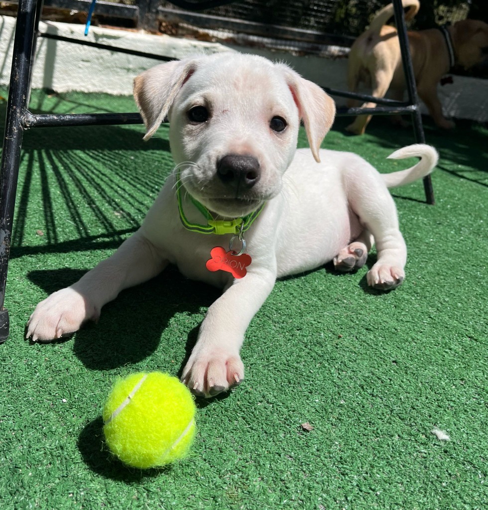 Orion, an adoptable Mixed Breed in San Juan de Abajo, NAY, 63732 | Photo Image 4