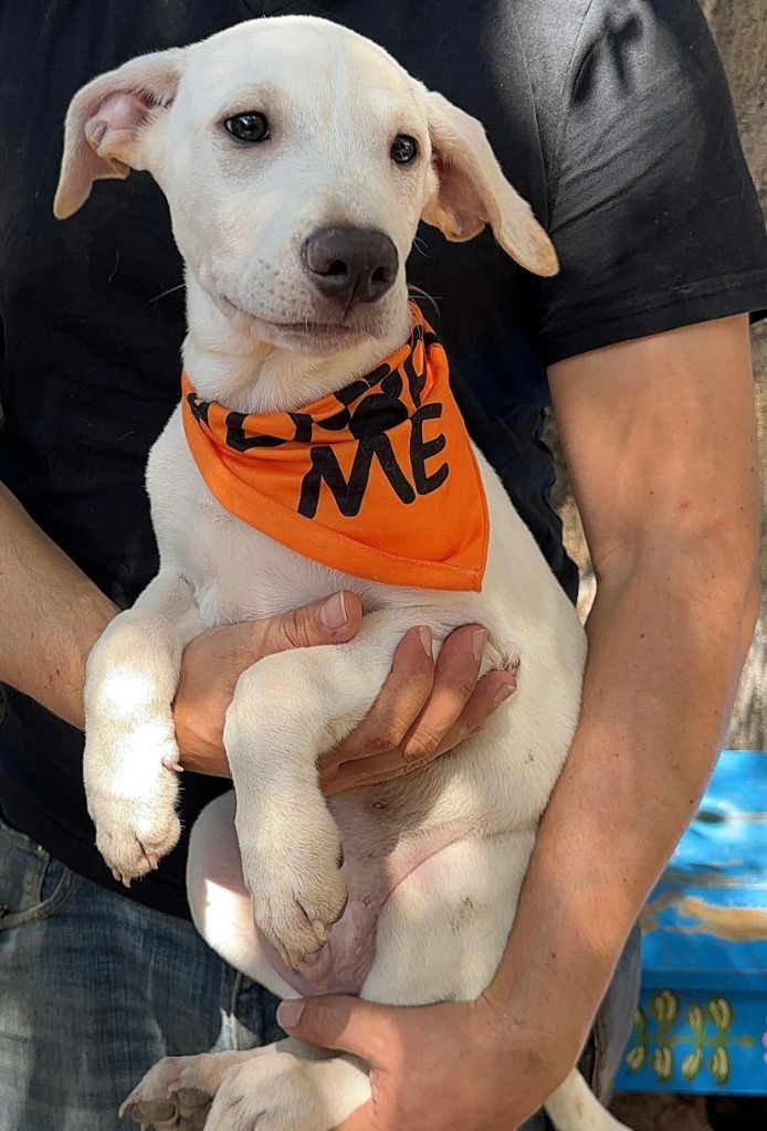 Orion, an adoptable Mixed Breed in San Juan de Abajo, NAY, 63732 | Photo Image 5