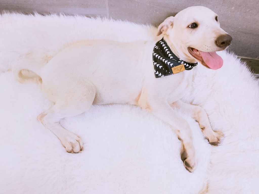 Orion, an adoptable Mixed Breed in San Juan de Abajo, NAY, 63732 | Photo Image 6