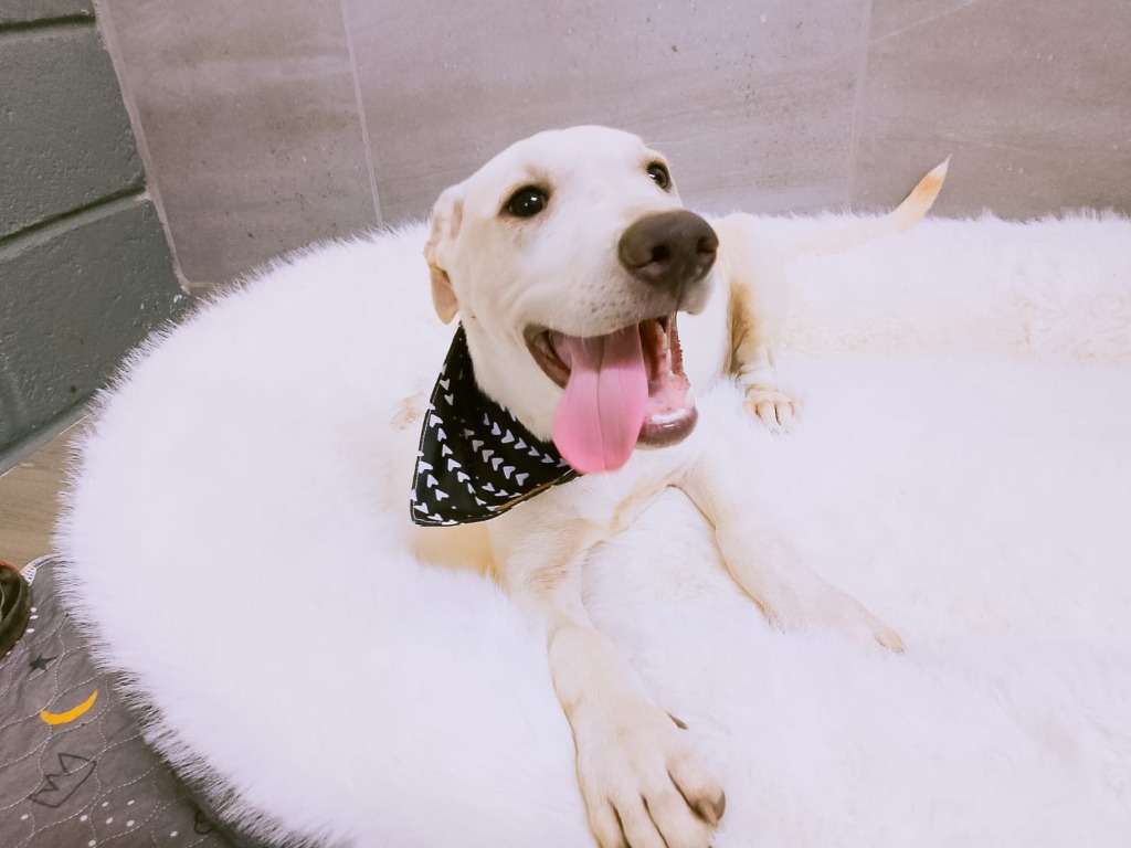 Orion, an adoptable Mixed Breed in San Juan de Abajo, NAY, 63732 | Photo Image 6