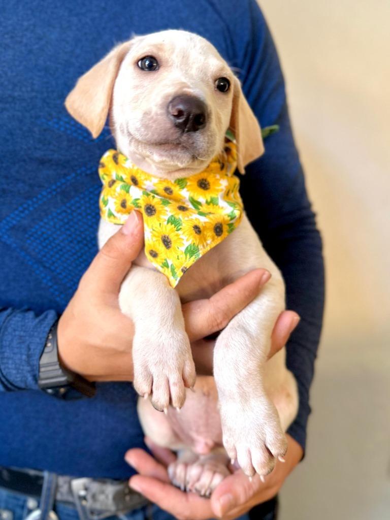 Astro, an adoptable Mixed Breed in San Juan de Abajo, NAY, 63732 | Photo Image 1