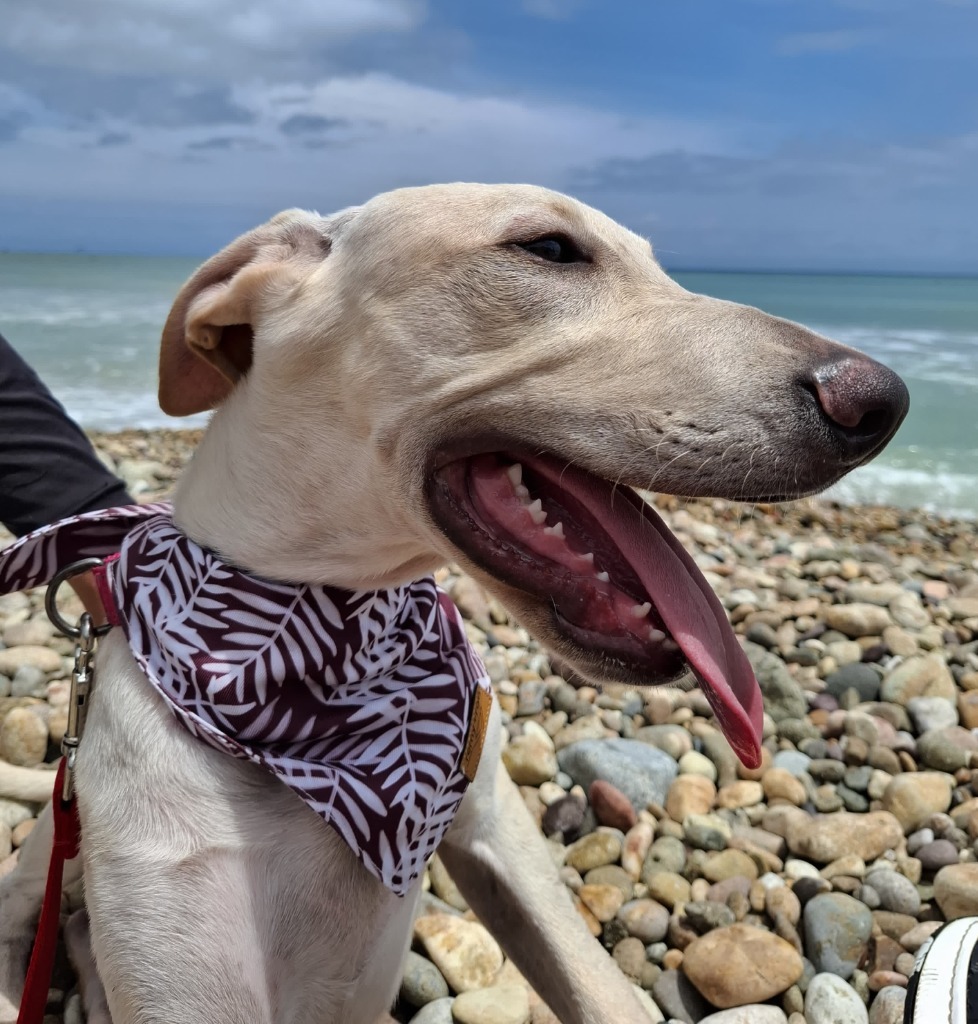 Astro, an adoptable Mixed Breed in San Juan de Abajo, NAY, 63732 | Photo Image 1
