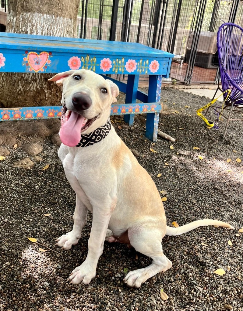 Astro, an adoptable Mixed Breed in San Juan de Abajo, NAY, 63732 | Photo Image 1
