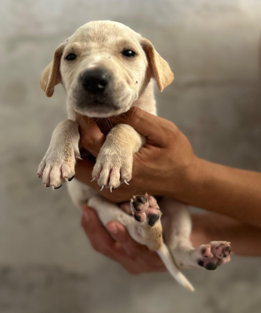 Astro, an adoptable Mixed Breed in San Juan de Abajo, NAY, 63732 | Photo Image 2