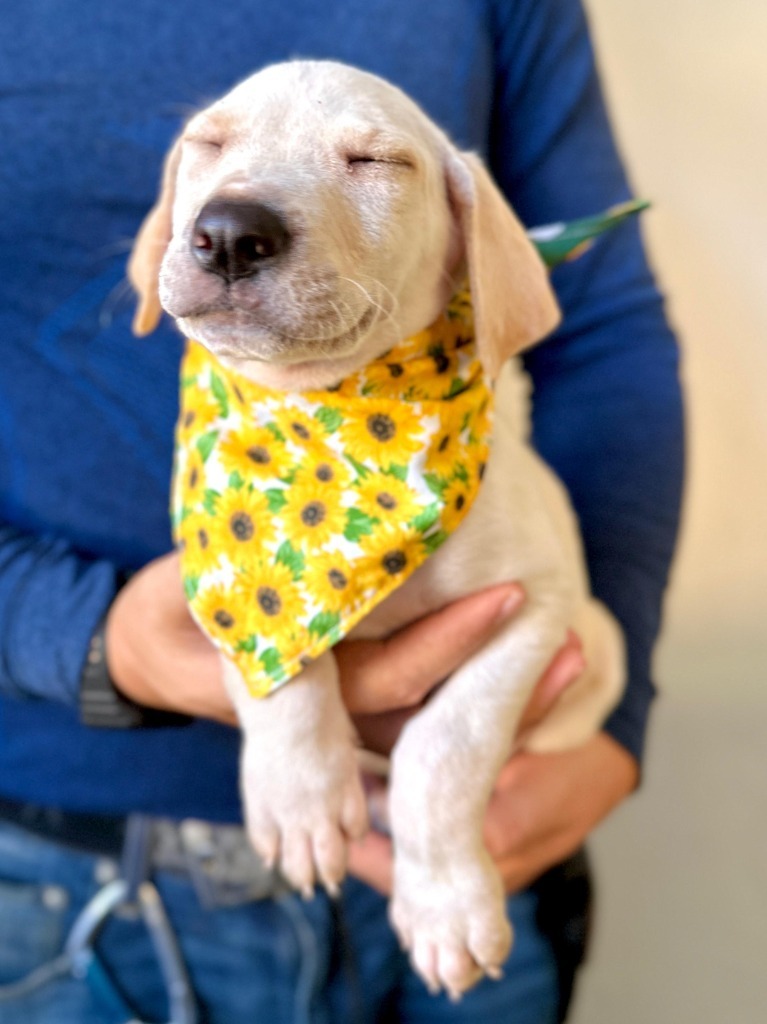 Astro, an adoptable Mixed Breed in San Juan de Abajo, NAY, 63732 | Photo Image 4