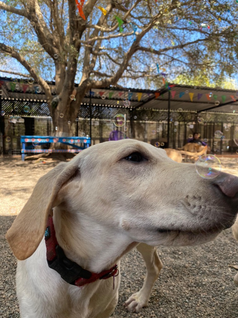 Astro, an adoptable Mixed Breed in San Juan de Abajo, NAY, 63732 | Photo Image 5