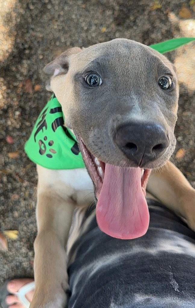 Leo, an adoptable Mixed Breed in San Juan de Abajo, NAY, 63732 | Photo Image 1