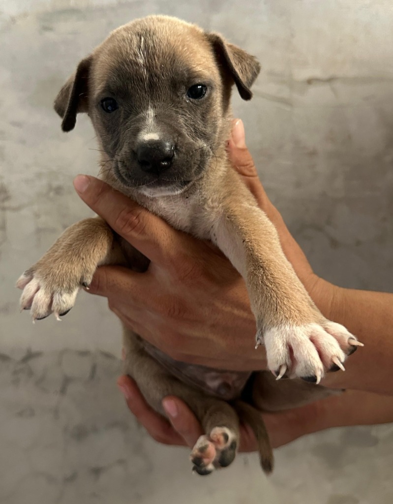Leo, an adoptable Mixed Breed in San Juan de Abajo, NAY, 63732 | Photo Image 2