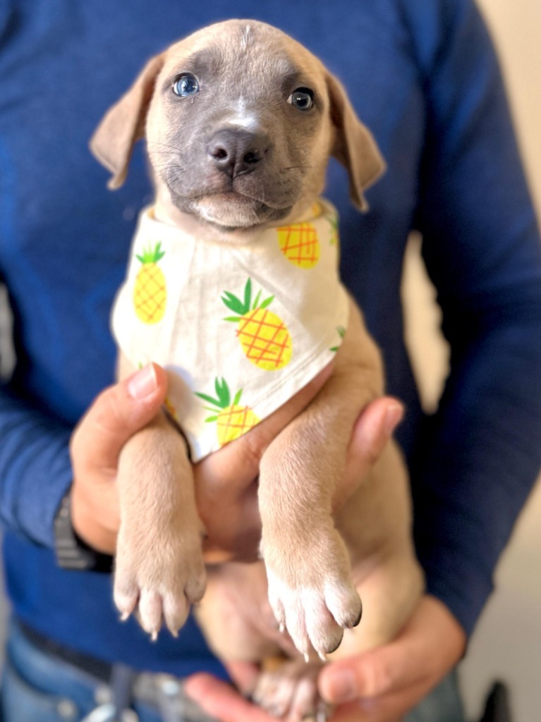 Leo, an adoptable Mixed Breed in San Juan de Abajo, NAY, 63732 | Photo Image 3