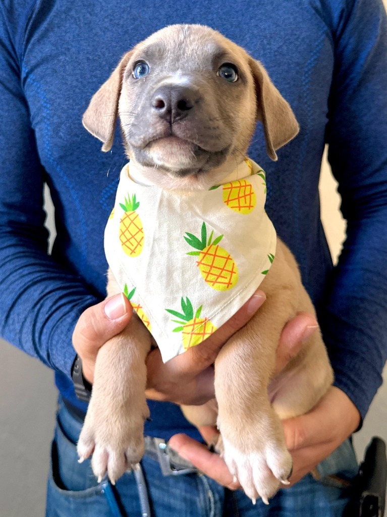 Leo, an adoptable Mixed Breed in San Juan de Abajo, NAY, 63732 | Photo Image 4