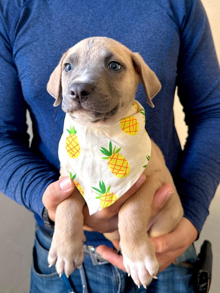 Leo, an adoptable Mixed Breed in San Juan de Abajo, NAY, 63732 | Photo Image 5