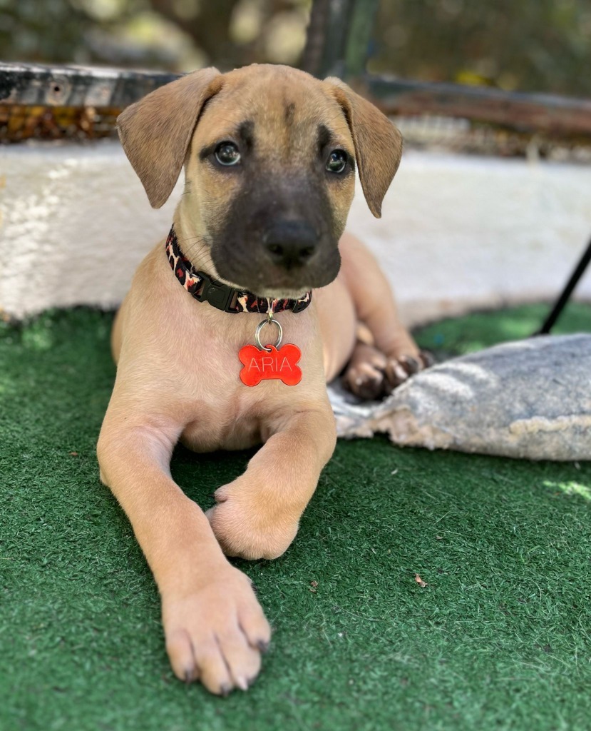Aria, an adoptable Mixed Breed in San Juan de Abajo, NAY, 63732 | Photo Image 1