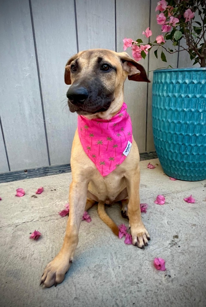 Aria, an adoptable Mixed Breed in San Juan de Abajo, NAY, 63732 | Photo Image 1
