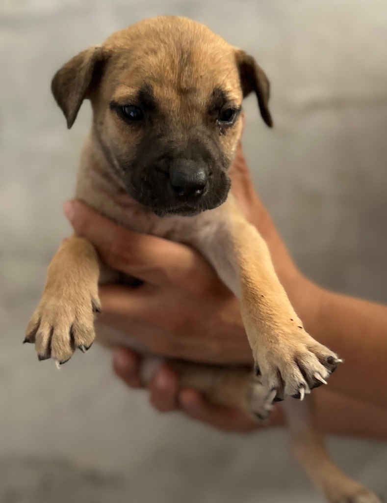 Aria, an adoptable Mixed Breed in San Juan de Abajo, NAY, 63732 | Photo Image 2