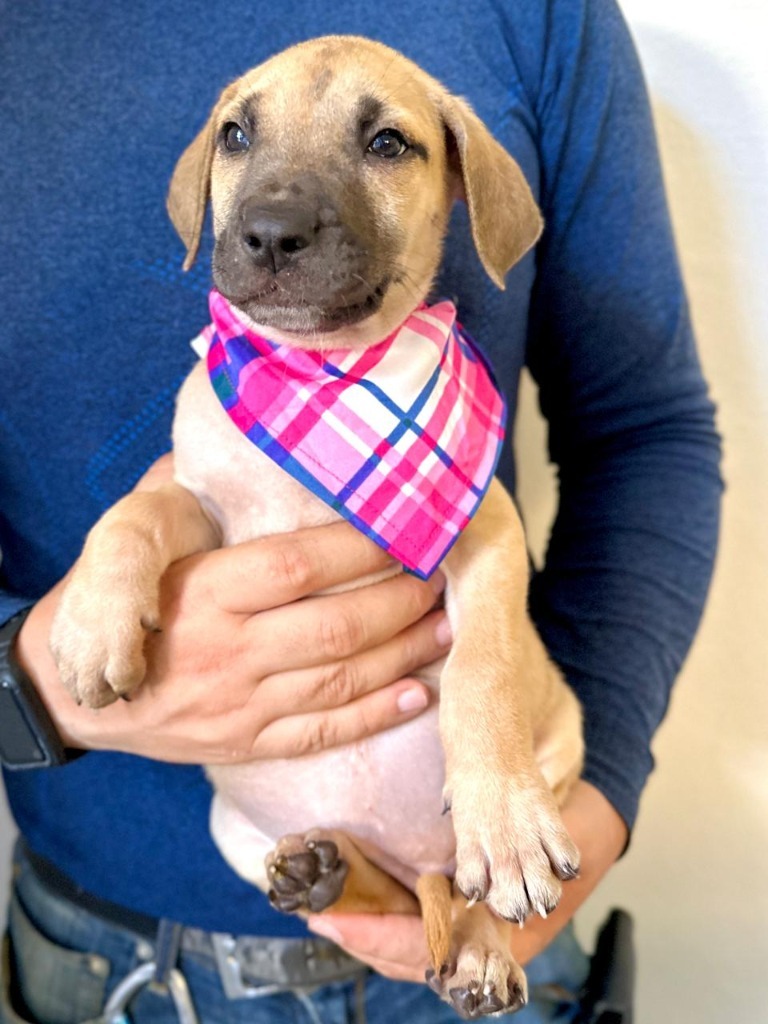 Aria, an adoptable Mixed Breed in San Juan de Abajo, NAY, 63732 | Photo Image 3