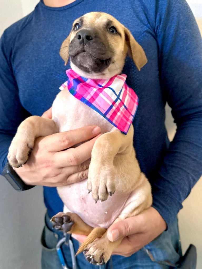 Aria, an adoptable Mixed Breed in San Juan de Abajo, NAY, 63732 | Photo Image 4