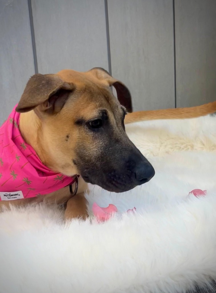 Aria, an adoptable Mixed Breed in San Juan de Abajo, NAY, 63732 | Photo Image 6