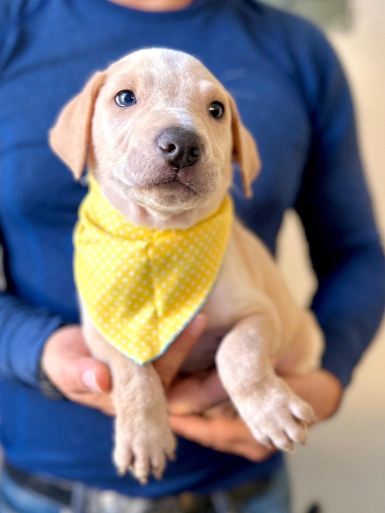 Sunny, an adoptable Mixed Breed in San Juan de Abajo, NAY, 63732 | Photo Image 1