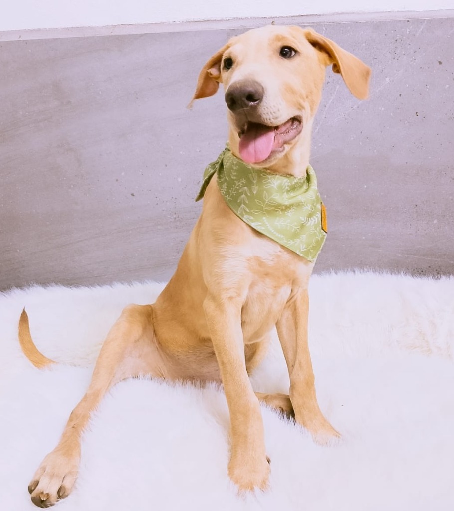 Sunny, an adoptable Mixed Breed in San Juan de Abajo, NAY, 63732 | Photo Image 1