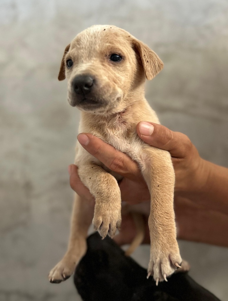 Sunny, an adoptable Mixed Breed in San Juan de Abajo, NAY, 63732 | Photo Image 2