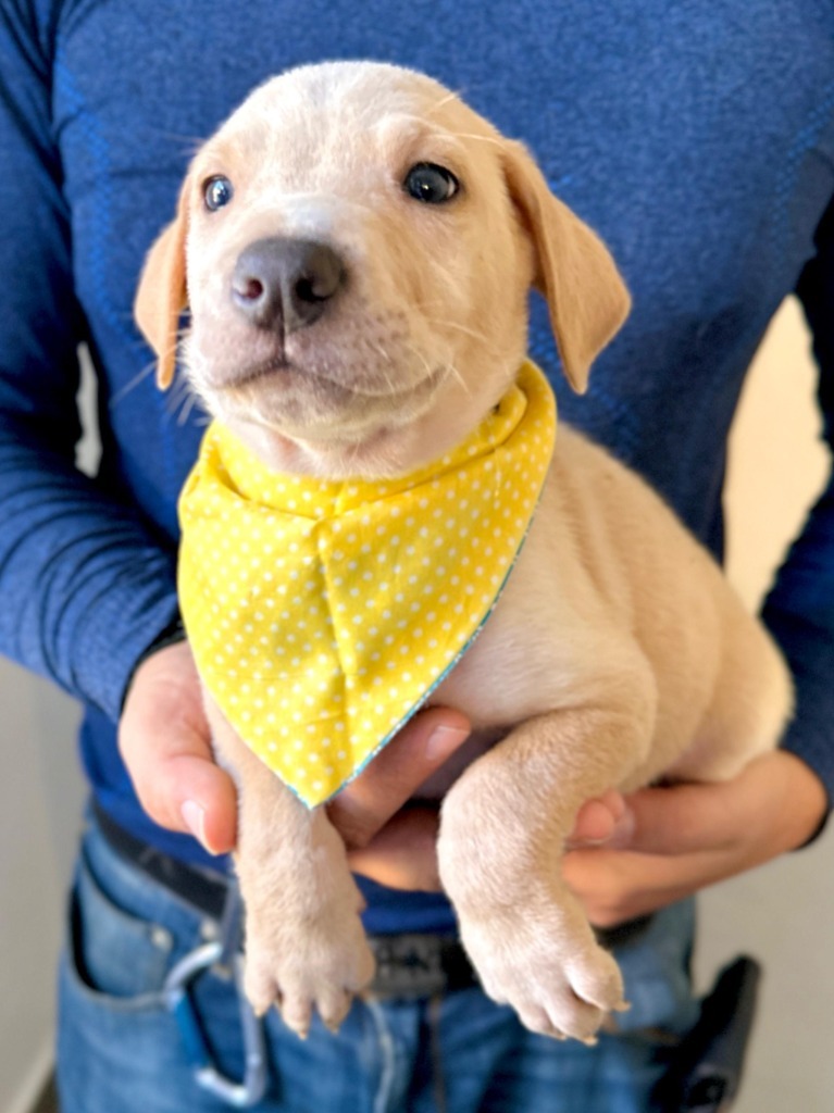 Sunny, an adoptable Mixed Breed in San Juan de Abajo, NAY, 63732 | Photo Image 4