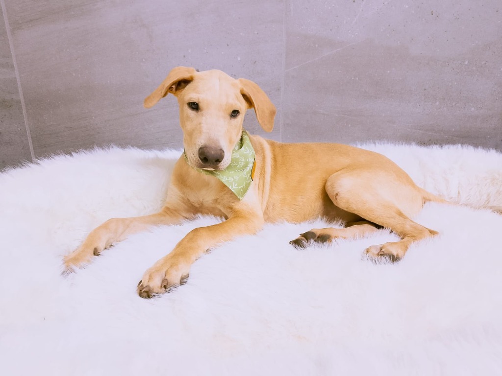 Sunny, an adoptable Mixed Breed in San Juan de Abajo, NAY, 63732 | Photo Image 5
