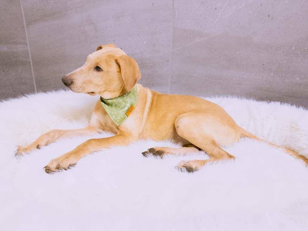 Sunny, an adoptable Mixed Breed in San Juan de Abajo, NAY, 63732 | Photo Image 6
