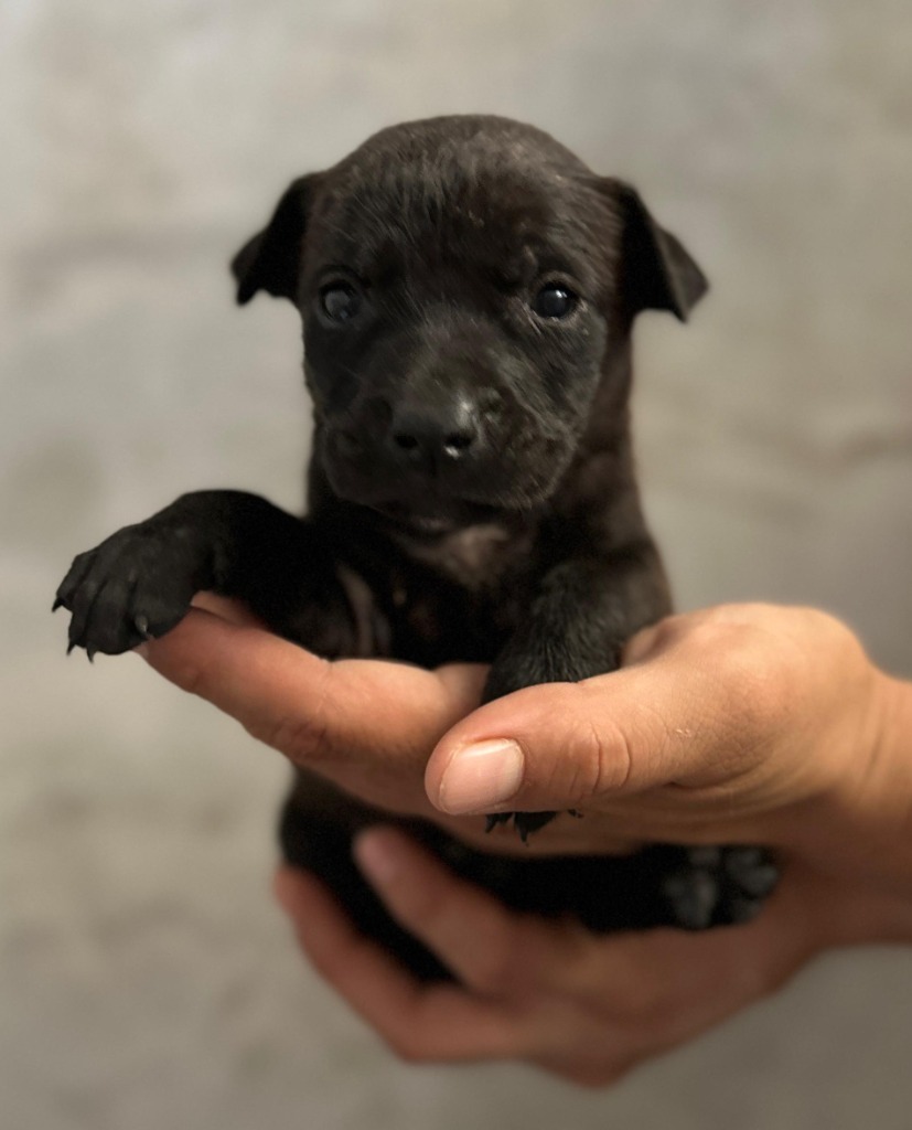 Moon, an adoptable Mixed Breed in San Juan de Abajo, NAY, 63732 | Photo Image 2