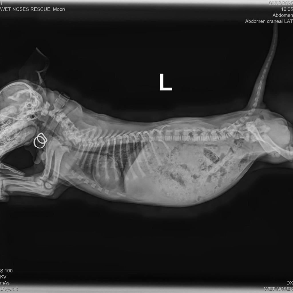 Moon, an adoptable Mixed Breed in San Juan de Abajo, NAY, 63732 | Photo Image 3