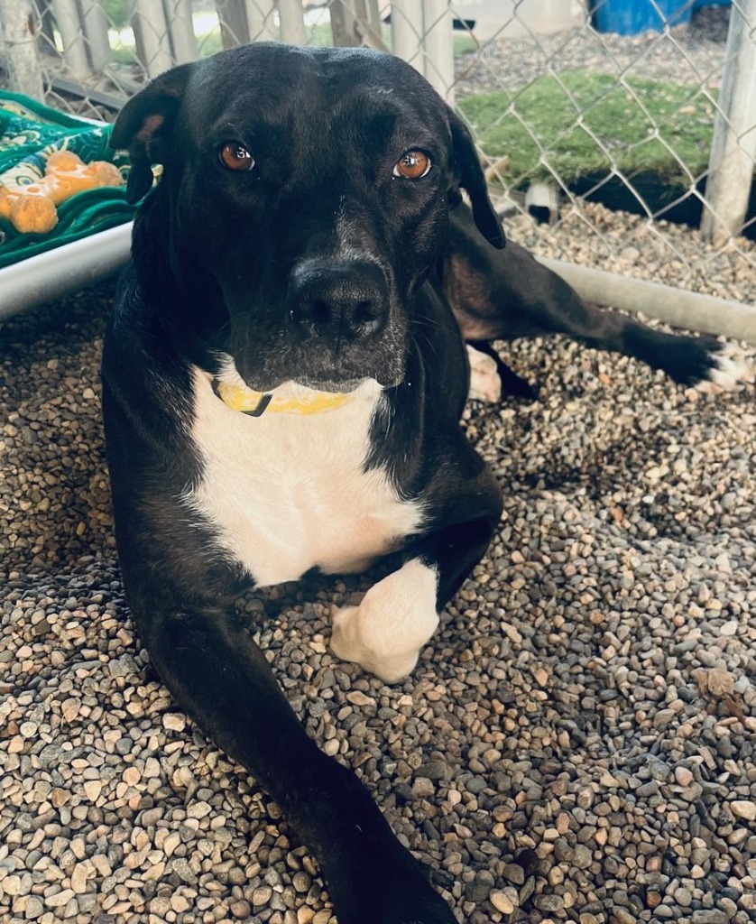 Celeste, an adoptable Black Labrador Retriever in San Juan de Abajo, NAY, 63732 | Photo Image 1