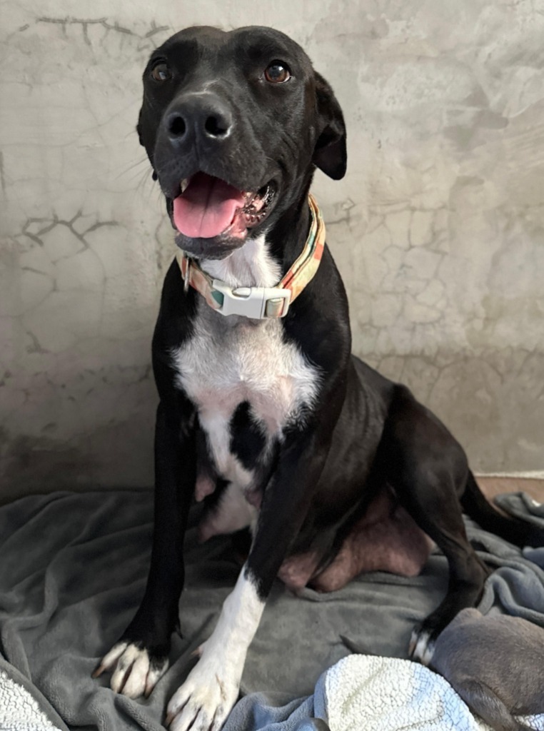 Celeste, an adoptable Black Labrador Retriever in San Juan de Abajo, NAY, 63732 | Photo Image 2