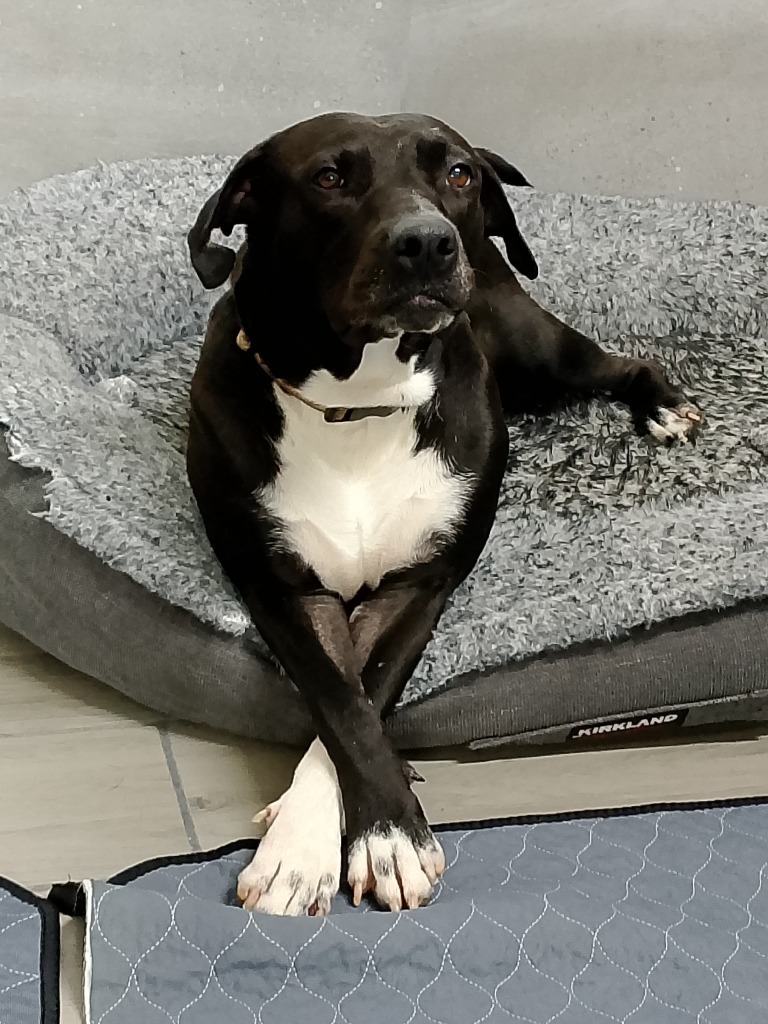 Celeste, an adoptable Black Labrador Retriever in San Juan de Abajo, NAY, 63732 | Photo Image 3